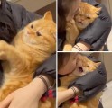 뽀뽀당하는 고양이의 반응