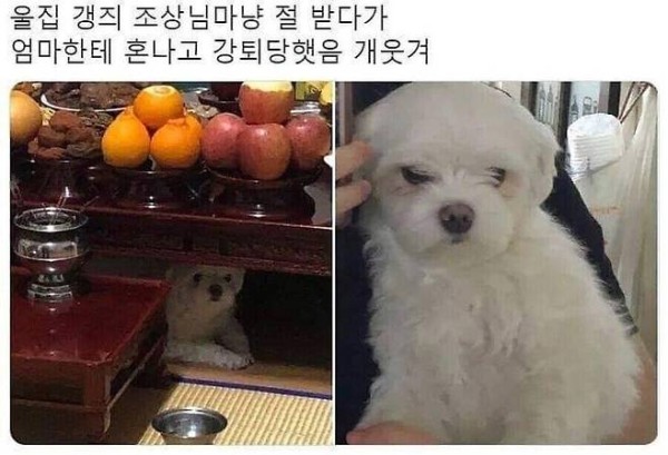 제사집에서 추방당한 강아지